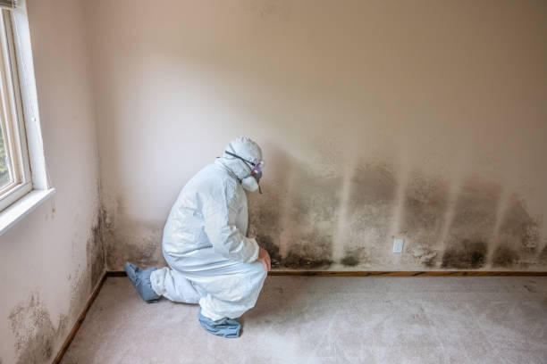 Best Attic Mold Remediation in Naples Park, FL