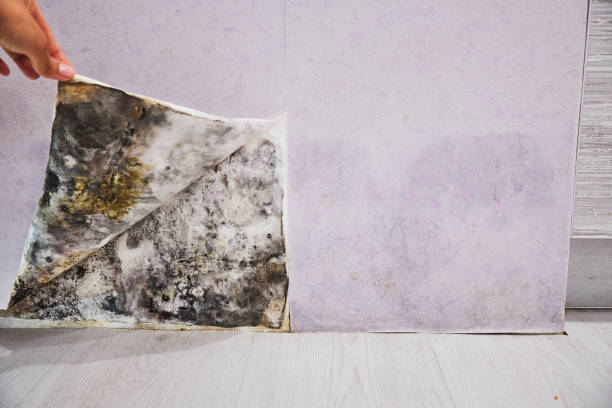 Best Residential Mold Remediation in Naples Park, FL
